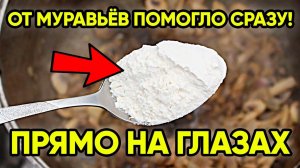 Я Не Верил, Но От Муравьев Помогло Сразу, Прямо На Глазах. Топ 3 Способа Проверенных !