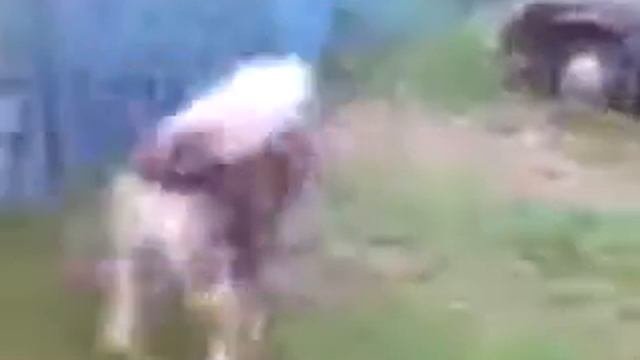 Терьям терьярем