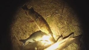 Подводная охота.Новые места, щука,крупный карась.