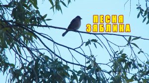 Пение (голос) зяблика весной. Птица зяблик звонко поет в лесу. Птицы России. Природа