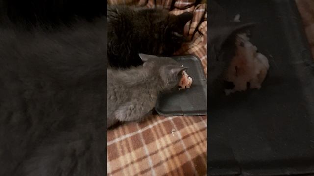 Кушают котята.