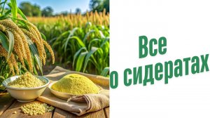 Все о сидератах.
