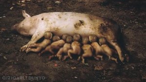 НИМА УЧУН ЧУЧКА ХАРОМ ? ЧУЧКА ГУШТИ ХАКИДА / CHO'CHQA / QIZIQARLI DUNYO