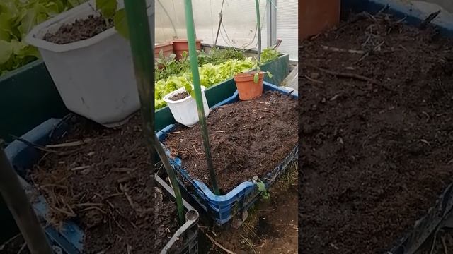 Огурцы в мобильные грядки 29.04.2020 смотреть онлайн