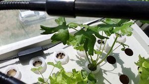 Петрушка на гидропонике - первый урожай