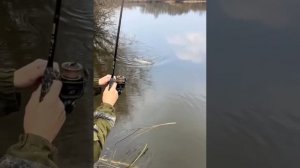 Весенняя рыбалка. Огромный судак клюнул на спиннинг с берега.