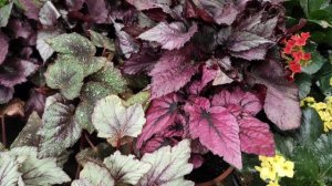 Королевские бегонии в Оби Боровское. Begonia Rex