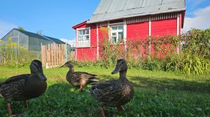 Наша даченька