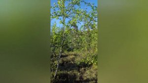 народная примета