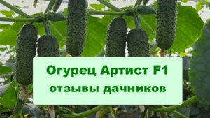 Огурец Артист F1 отзывы дачников