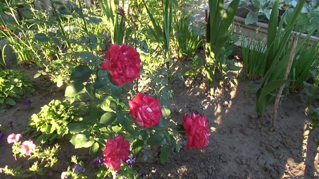 Огурцы искололи ребёнка . смотреть онлайн