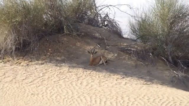 Sortie des Gazelles - Dubai 2015 [OlivH83] смотреть онлайн