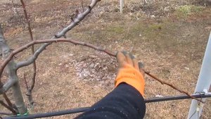 Груша на шпалере.