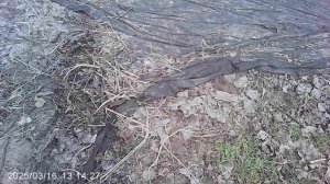 Вольнорастущая трава в нашем саду.