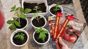 Пересаживаю томаты гномы и сею лук из семян на рассаду.