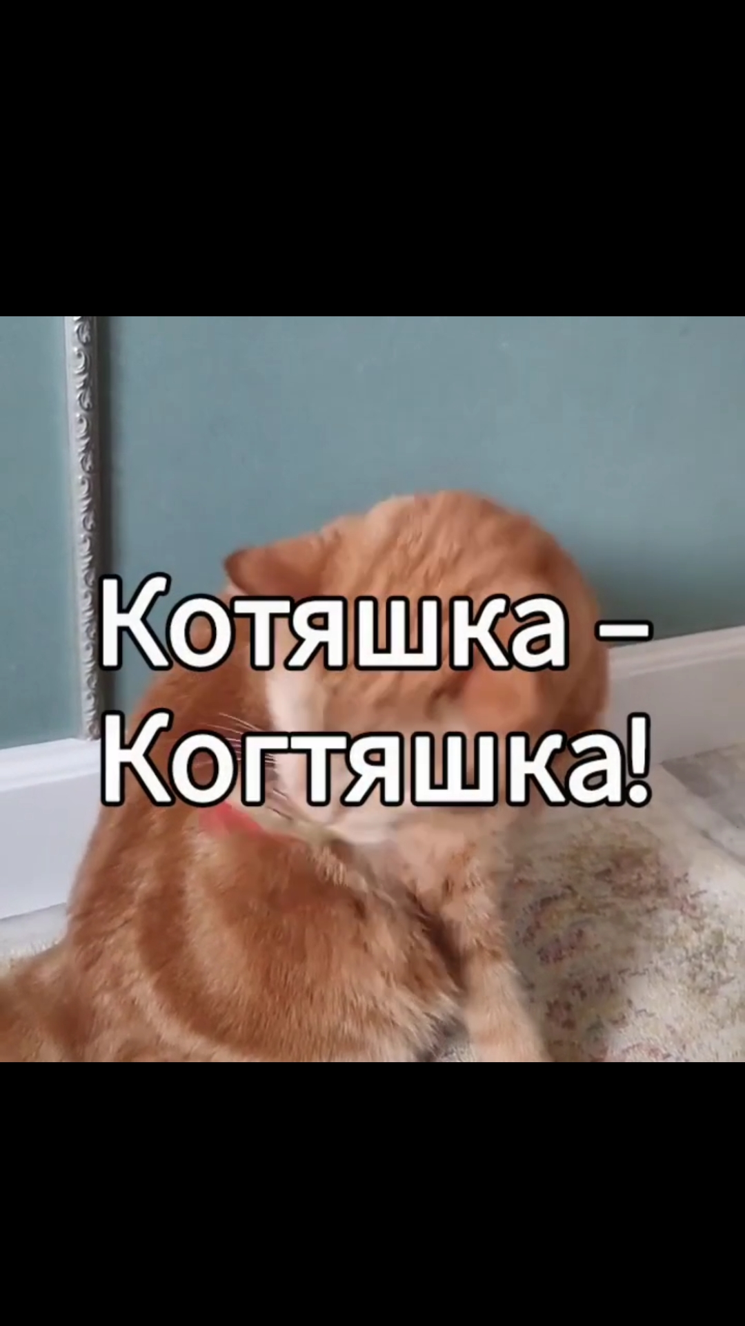 Когтяшка-кактяжко