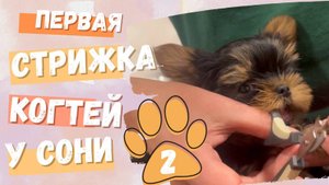 🐾 Соня впервые стрижёт когти и ГАВКАЕТ! | Боня и Соня. Мини мир йорков