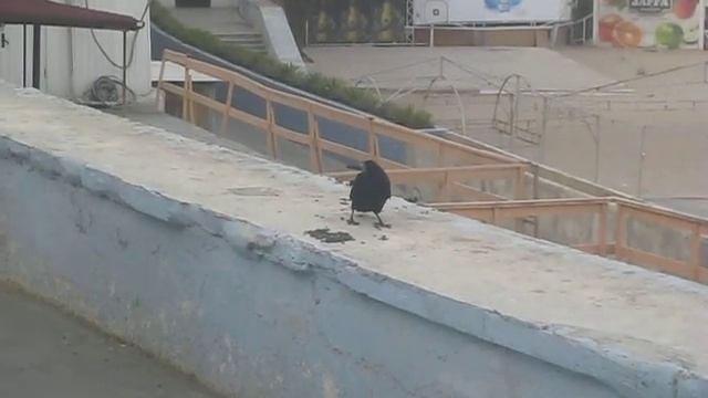 Ворона и семечки (1).AVI смотреть онлайн