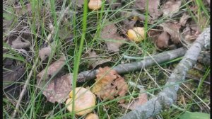 Про Грибников