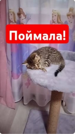 Рыболов на тренировке #shorts #music #cat #рыбалка  #кошка