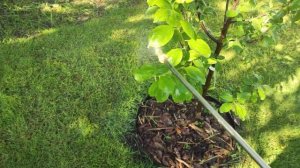 Opryskiwacz akumulatorowy ryobi OWS1880