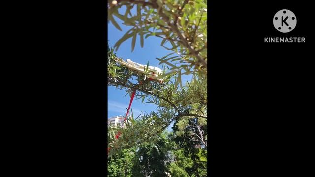 Попугай корелла на прогулке. Шлейка смотреть онлайн