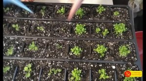 Вторая подкормка петуний, лобелий, алиссума и других растений.