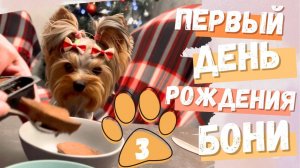 🎉 Первый день рождения Бони! Праздник для наших мини-йорков 🐶🎂