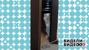 Ревнивая кошка. Видели видео? Фрагмент выпуска от 16.03.2025