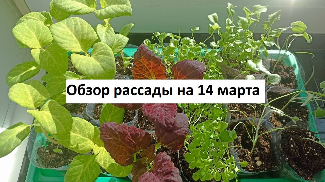 Обзор рассады на 14 марта