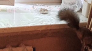 Бои без правил .Драка двух белок