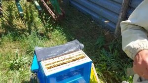 Формирование отводков на трехсуточных маточниках Как сделать отводок
