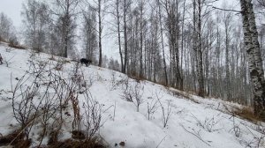 Березовый лес. Звуки природы