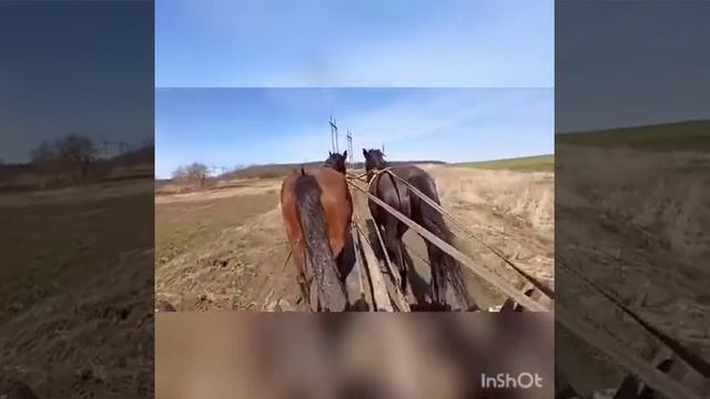 Коні смотреть онлайн