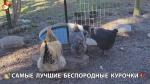 Курочки селяночки лучшие беспородные несушки 🥚 (36)