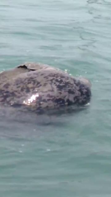 Penyu mengawan смотреть онлайн