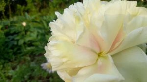 Цветение моих пионов- "Авантюр"