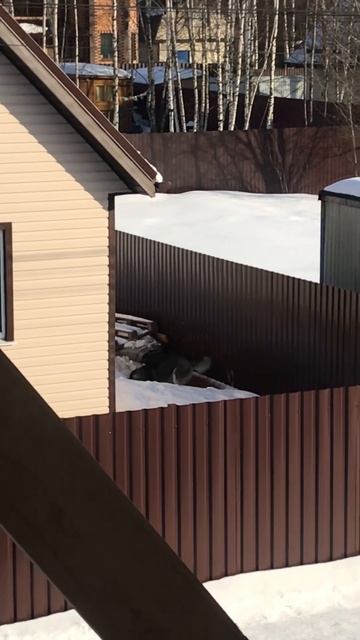 Веселый сосед