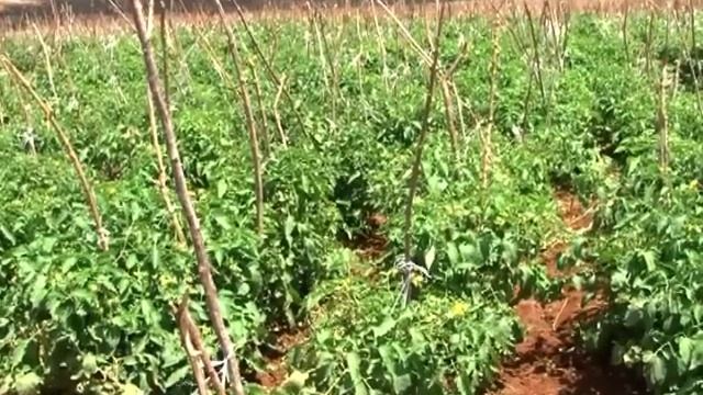 Tomato Farming - Mbinu za Kilimo(Kiswahili)  Epsd 01