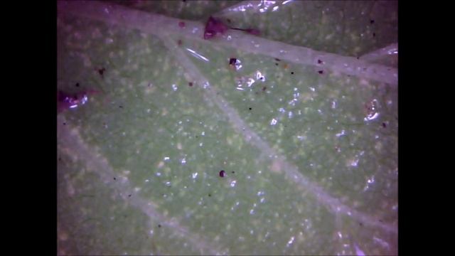 Spider mite death смотреть онлайн