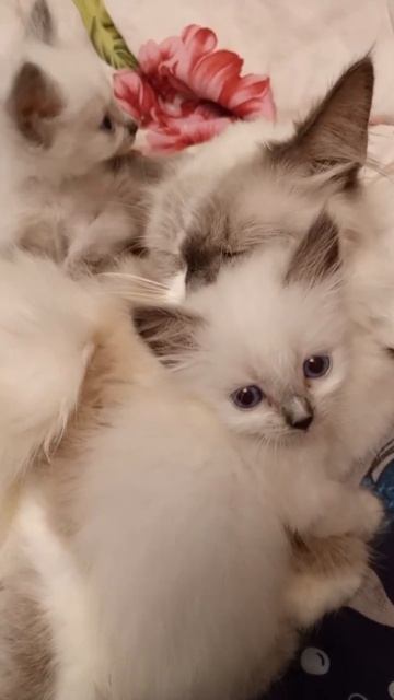 С ДОБРЫМ УТРОМ , МАМА ! смотреть онлайн