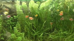 Спокойная музыка природа аквариум - 5м