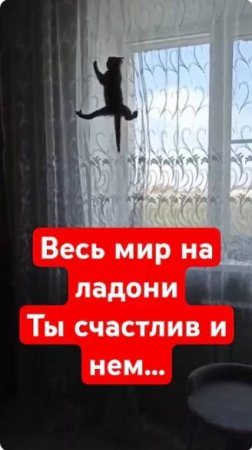 Идём на вершину... #shorts #music #cat #vertex #mountain #animals