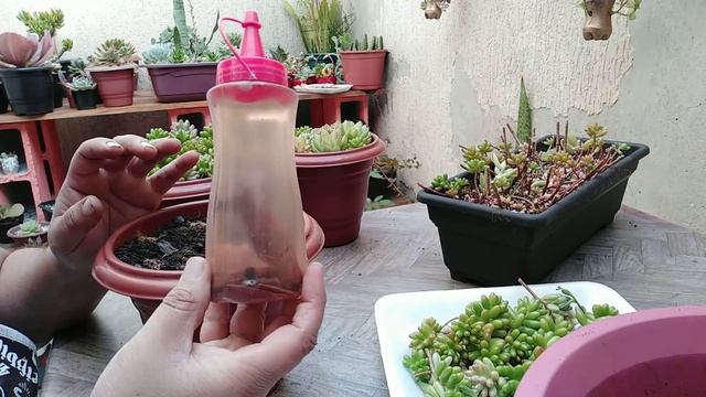 Suculentas Barata,De Fácil Cultivo, e Crescimento Super Rápido... смотреть онлайн