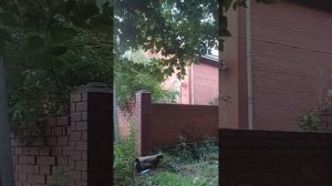 Деревня Петрушино. 09.08.2022.