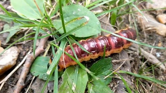 goatmoth  (Cossus cossus), Ukraine, Korosten', river Uzh, 09.09.2018