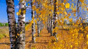 Богородский район.