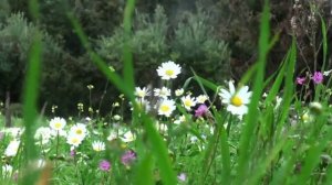 СНАЧАЛА БУДЕТ ЛЕТО (муз., сл. и исполнение Л.Горцуевой)