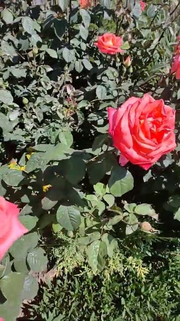 роза Супер Стар пышно цветет смотреть онлайн