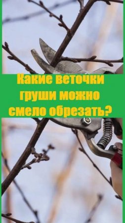Обрезка груши весной - показываю самые простые элементы обрезки